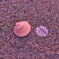 桜の流れ着く場所