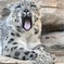 ユキヒョウのスピカ