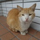 ねこ