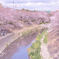 岡崎市乙川沿い