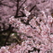 高遠城址公園の桜1