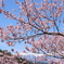 高遠城址公園の桜2