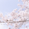 空と桜