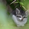 Lonely Cat