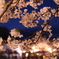 高田公園の夜桜2