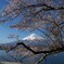 富士山と桜
