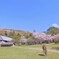 春日野の春