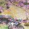桜とバイク