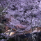 高遠城址公園の夜桜1