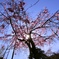枝垂れ桜