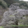 駒つなぎの桜　散り始め