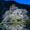 駒つなぎの夜桜1