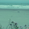 海