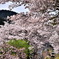 因美線　桜のトンネル