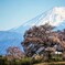 わに塚桜と富士山