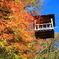 奥祖谷二重かずら橋紅葉（野猿）