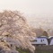 逆光に輝く