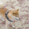 愛しさ