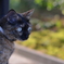 近所のCat