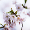 桜は難しい