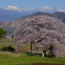 高山村　桜巡り