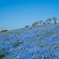 Blue sky　Blue Nemophila