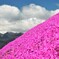 芝桜山