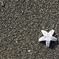 starfish