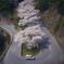桜花パトロール