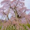 三春滝桜
