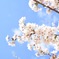 いつぞやの桜