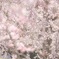 桜満開