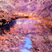 桜演舞