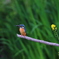 平成最後のカワセミ 菜の花添え