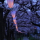 100万人が観る桜1