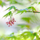 もみじの花 2019-2