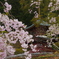 桜と三宝塔2