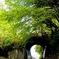 緑が眩しい