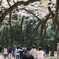 新宿御苑の大きな桜並木