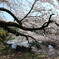池を覆う新宿御苑の桜