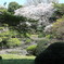 新宿御苑の池に落ちた桜の花びら