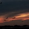 鳶