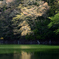 白神十二湖　－　鶏頭場の池