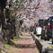 桜の通り道