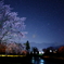 夜桜