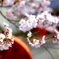 春