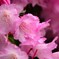 室生寺の石楠花