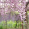 藤の花と蜂
