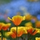 Golden poppies