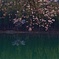 中子の桜